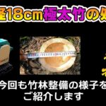 竹の処理　直径18ｃｍの極太竹　粉砕機ウッドチッパーで竹チップ　竹の有効利用