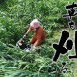 【背丈ほどある草を刈る】アテックス草刈り機 RX653・RX803≪タナキカ≫