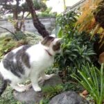 【うさぎの穴掘りを目撃した猫！】 Cat who had seen digging rabbit!