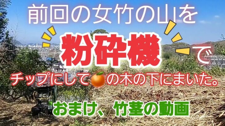 前回の女竹の山を粉砕機でチップにして🍊の下にまいた。