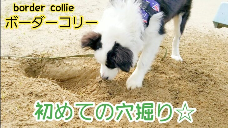初めて穴掘りをする犬／ボーダーコリー子犬