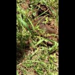 モグラの穴掘り　A mole digging into ground