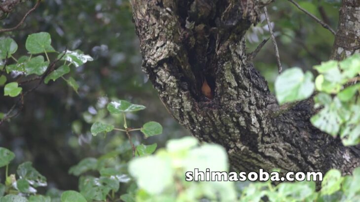 リュウキュウアカショウビン穴掘り Ruddy kingfisher