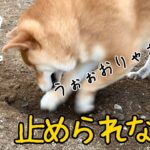 穴掘りに目覚めた柴犬【柴犬ふぅ】Shiba Inu is fun to dig a hole.