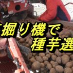 芋掘り機で種芋選別作業ハーベスターTOP1
