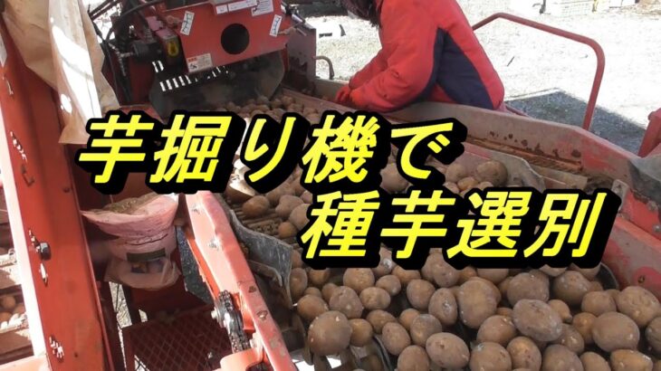 芋掘り機で種芋選別作業ハーベスターTOP1