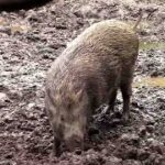 雨の中、ひたすら穴を掘り続けるイノシシ （井の頭自然文化園）Wild Boar Digging a Hole