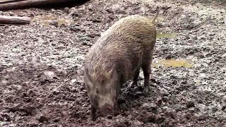 雨の中、ひたすら穴を掘り続けるイノシシ （井の頭自然文化園）Wild Boar Digging a Hole