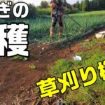 草刈り機による玉ねぎ収穫・出荷とマッスルスーツエブリィの農作業での使用感について