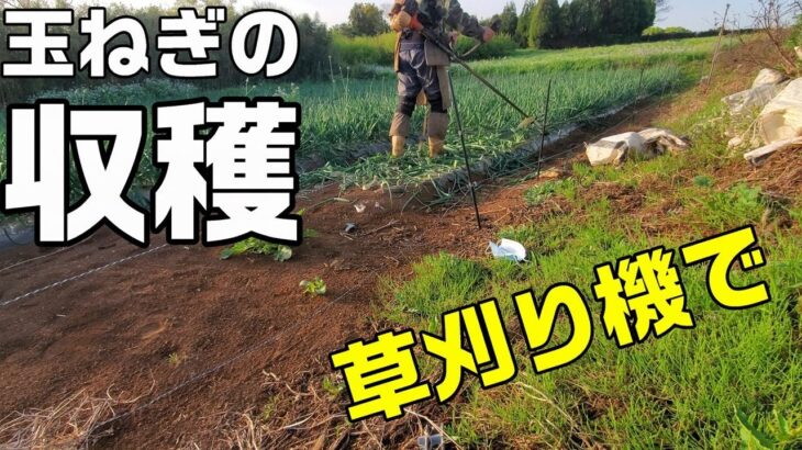 草刈り機による玉ねぎ収穫・出荷とマッスルスーツエブリィの農作業での使用感について