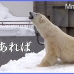 カラスが飛来するホッキョクグマ館　除雪機の音が気になるキャンディ