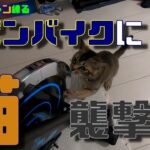 スピンバイク(エアロバイク)でトレーニング中に愛猫に襲撃されます…。