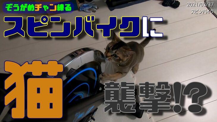 スピンバイク(エアロバイク)でトレーニング中に愛猫に襲撃されます…。