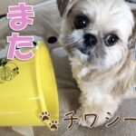 穴掘り大好き！ホリホリする子犬【チワワ×シーズー】