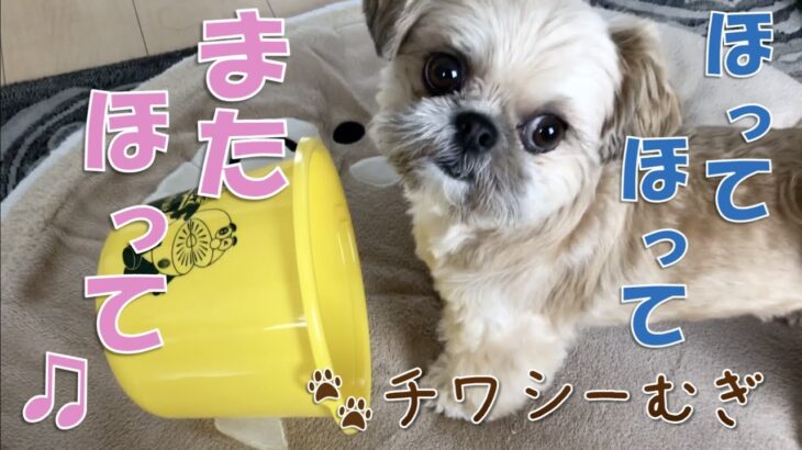 穴掘り大好き！ホリホリする子犬【チワワ×シーズー】