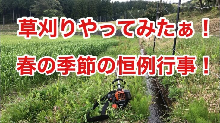 【超普通】草刈り機で麦畑の雑草を刈り取り作業！