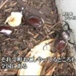 竹チップでカブトムシの養殖と堆肥づくり