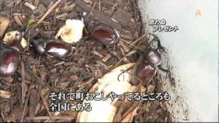 竹チップでカブトムシの養殖と堆肥づくり