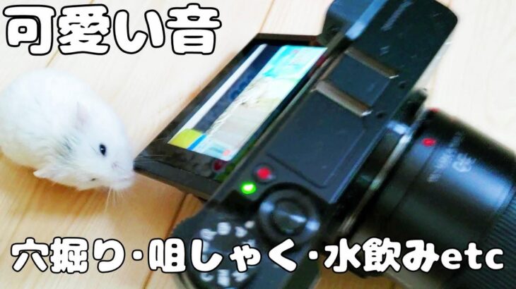 【癒し】ハムスターの可愛い穴掘り音。咀嚼音、水飲み音など