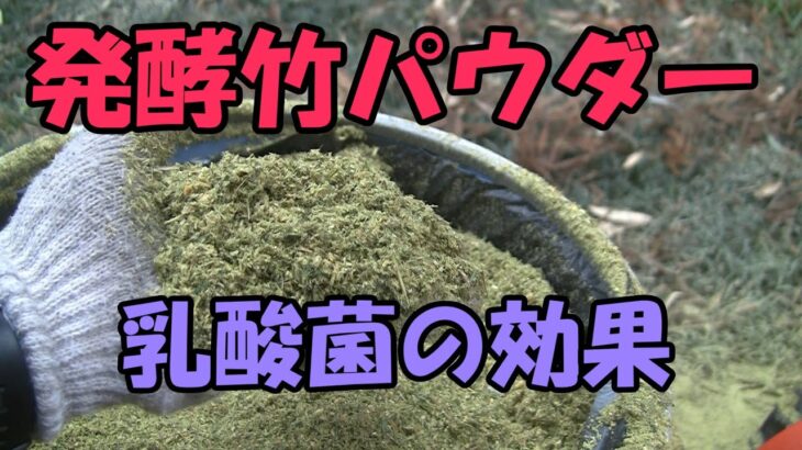 【発酵竹パウダー】発酵竹パウダーの作り方・効果