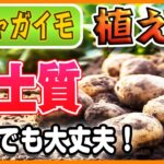 #8.ジャガイモの育て方【植えつけ】粘土質な畑でも大丈夫！【失敗しないコツ】