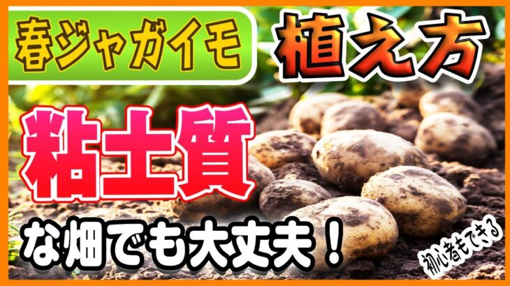 #8.ジャガイモの育て方【植えつけ】粘土質な畑でも大丈夫！【失敗しないコツ】