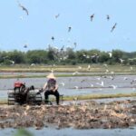 ♪鳥くんの野鳥動画(タイThai)耕運機に群がるクロハラアジサシ