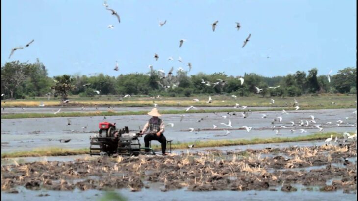 ♪鳥くんの野鳥動画(タイThai)耕運機に群がるクロハラアジサシ