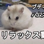 【ハムスター】穴掘りリラックス【hamster】