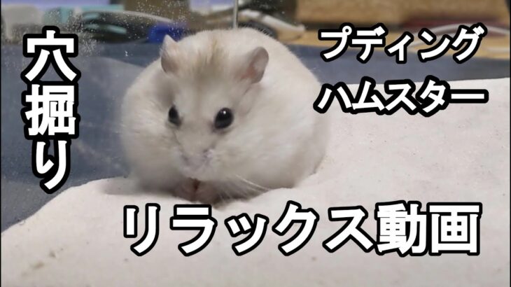 【ハムスター】穴掘りリラックス【hamster】