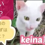エサをもらえない飼い猫がkeina 農場にくら替え？
