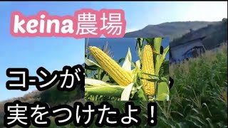 keina 農場 コ-ンがたくさん実った