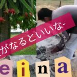 keina農場　ドラゴンフルーツのコンクリートの柱を作る！