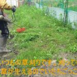 いつもの草刈りとミニ耕運機で畑を耕しました。少し雨が降っています。