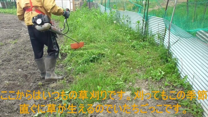 いつもの草刈りとミニ耕運機で畑を耕しました。少し雨が降っています。