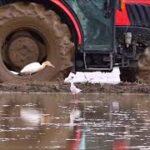 田植えが始まった。耕運機に野鳥が群がる。