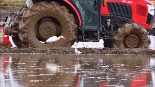 田植えが始まった。耕運機に野鳥が群がる。