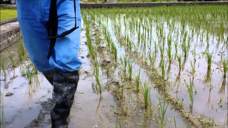 草刈り機で水田除草ができるアイガモンを使ってみた