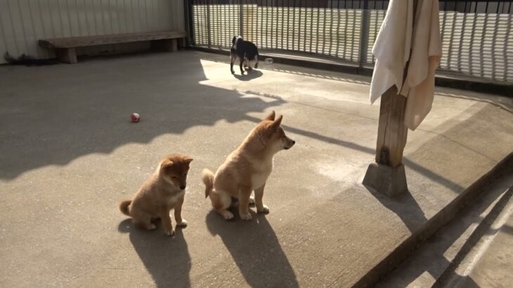 草刈り機の音に少々ビビり気味の柴犬子犬