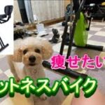 191. フィットネスバイクで愛犬と有酸素運動