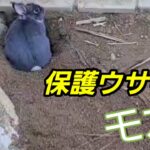 保護ウサギ　モカ 穴ほりが好き、夢中❗