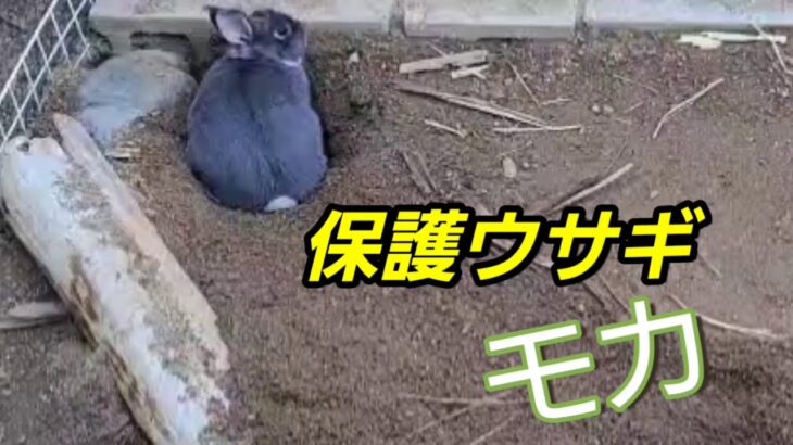 保護ウサギ　モカ 穴ほりが好き、夢中❗