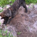 甲斐犬、穴を掘る