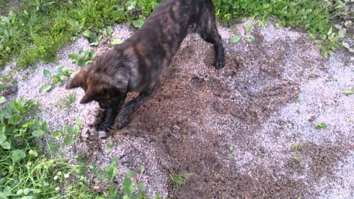 甲斐犬、穴を掘る
