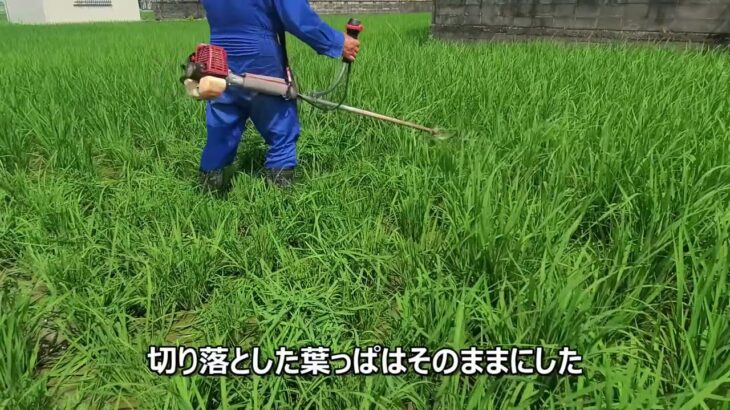 倒れそうな稲を草刈り機でカット