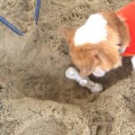 犬の穴掘り