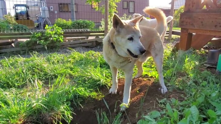 穴掘りリオンの土が飛び、迷惑なシロ🐶😒