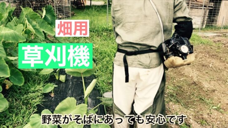 田舎暮らしの日常　2台の草刈り機を使って草だらけの畑の草を刈りました、そしてジャガイモを掘りました　飛騨の山奥での生活