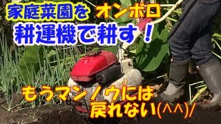 畑をオンボロ耕運機で耕す　2015年10月15日　　　Plow the field with a used cultivator.　のんびりおやじKG