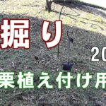 穴掘り2016（栗植え付け用）